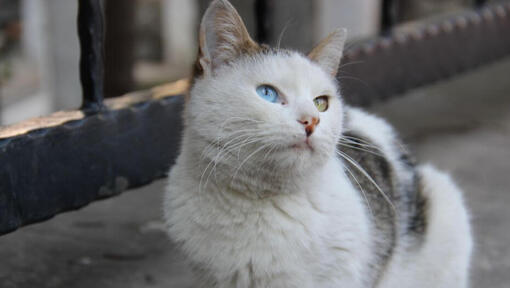 Турска котка Ван седи на балкона