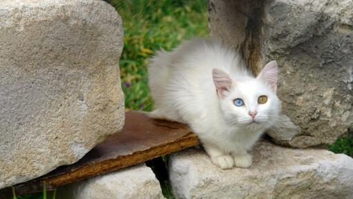 Турската котка Ван седи в градината