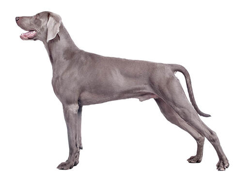 Weimaraner (къса/гладка козина)