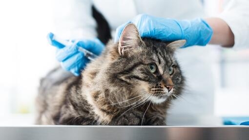 Котка с инжекция при ветеринарите