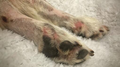 Проблем с кожата на краката на кучето