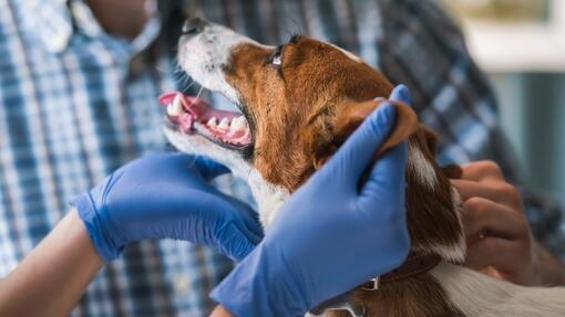 Куче, прегледано от ветеринарен лекар