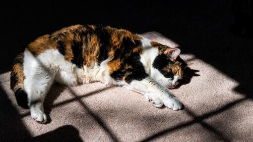 Котка лежи на слънце