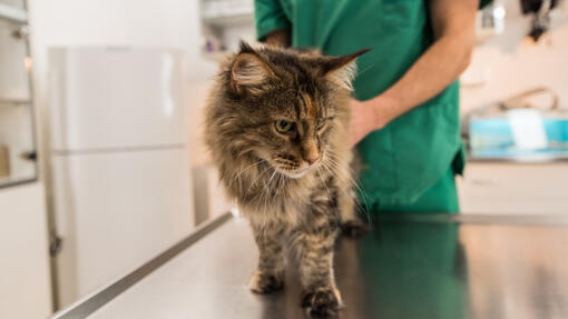 Котка се лекува при ветеринар
