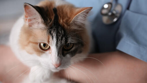 Котка, държана от ветеринар