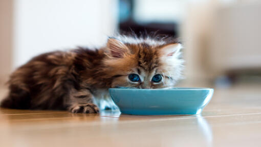 Коте яде от синя купа