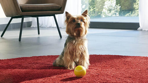 Purina One Dog Mini
