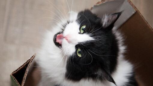 Черно-бяла котка седеше в кутия и гледаше нагоре мяукайки