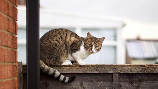 Котка седна на върха на градинската ограда