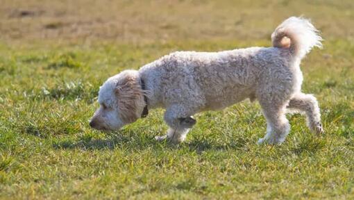 White curly coated dog sniffing grass