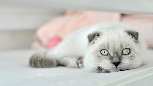 Бяла шотландска клепоуха домашна котка лежи в леглото.