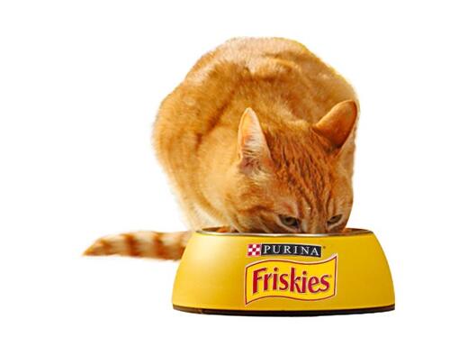 Възрастна котка Friskies