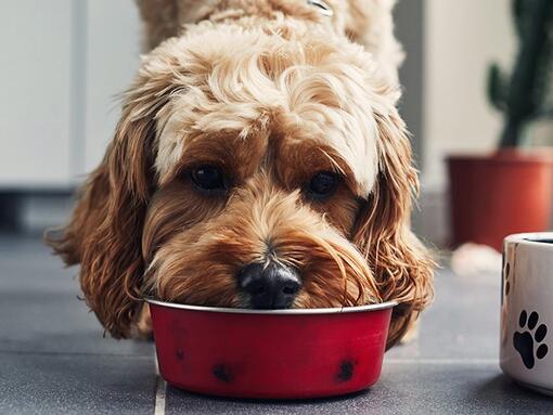Куче яде храна от червена купа