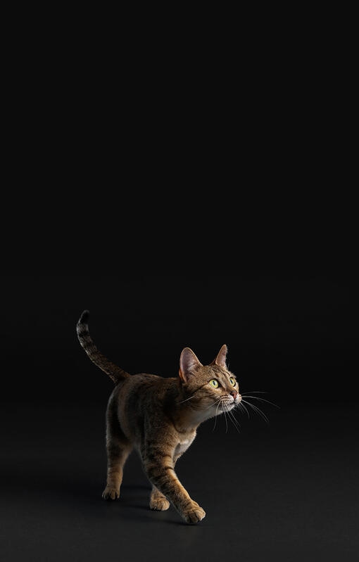 Котка на черен фон