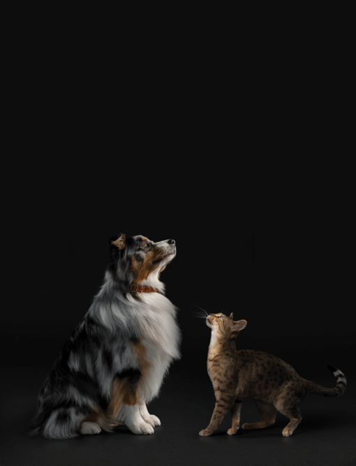 Котка и куче на черен фон