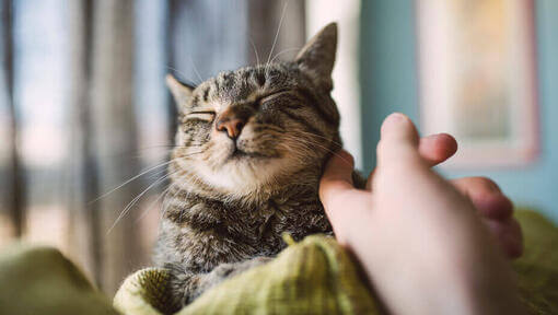 Котка, радваща се на обичта на собственика си
