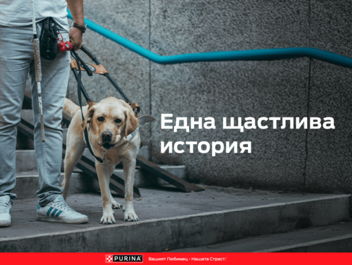 purina_x_4_paws_landing_banner_phone_930x700.png