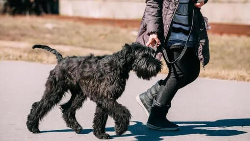 куче ризеншнауцер