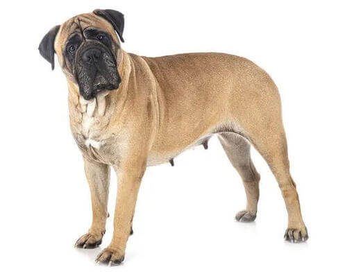 мастиф