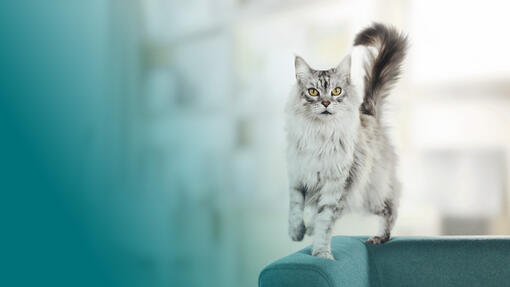 Purina One Cat picture