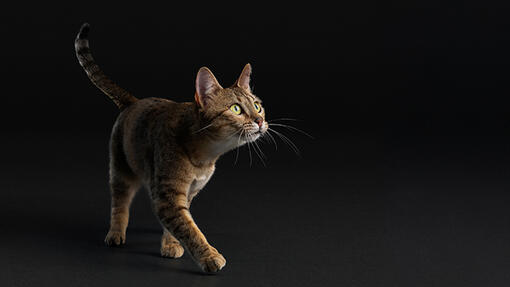 Purina Pro plan sterilized