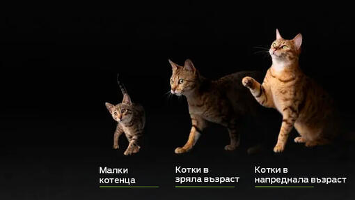 purina_proplan_sterilised_cat_landing_page_age_groups.jpg