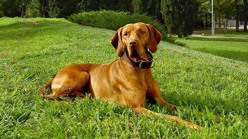 Purina One Dog Medium Maxi