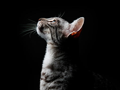 Purina Pro Plan Expert Care cat