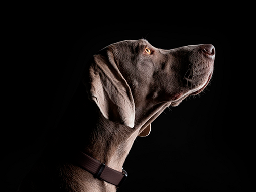 Purina Pro Plan Expert Care dog