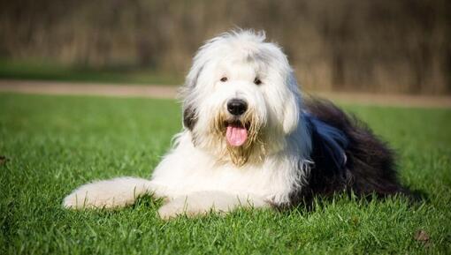 куче староанглийская овчарка