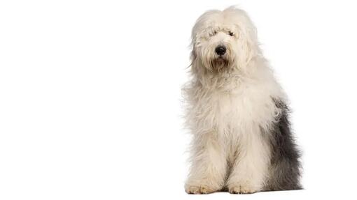 староанглийска овчарка