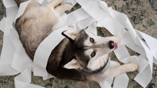 Какво се дава за разстройство при кучета