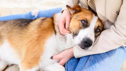 Симптоми на парвовироза при кучета