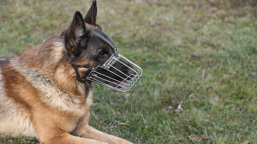 Обучение на агресивно куче