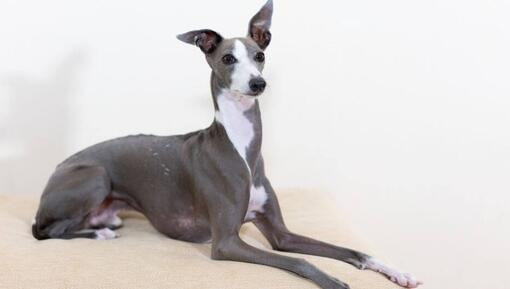 порода италианска хрътка