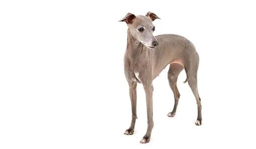 италианска хрътка