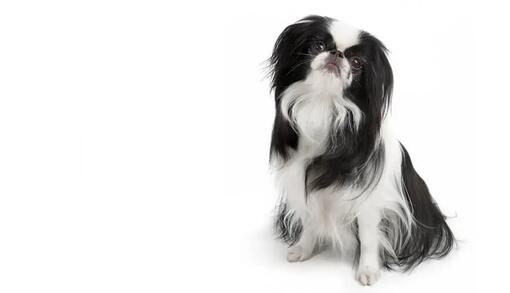 японски хин