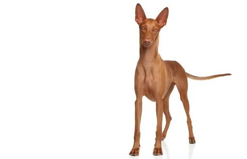 фараонова хрътка