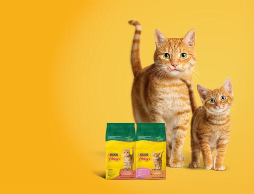 friskies cat