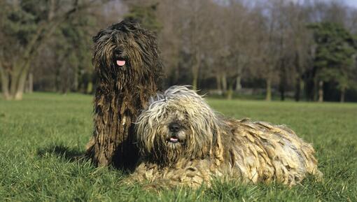 порода бергамаско