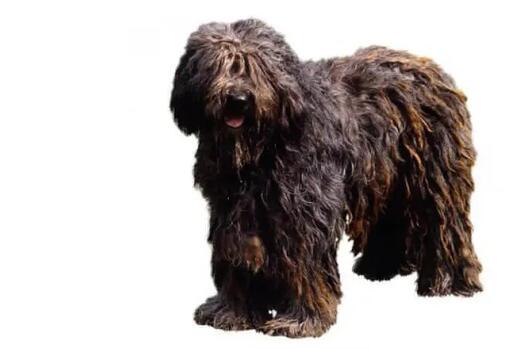 бергамаско