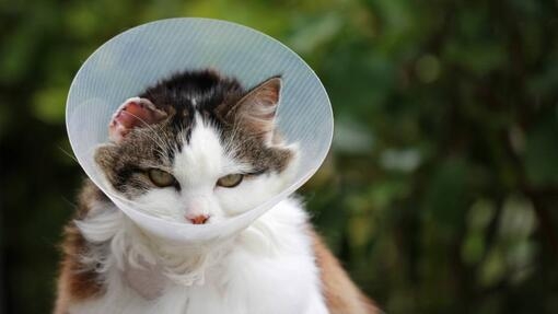 Насоки за хранене на кастрирана котка