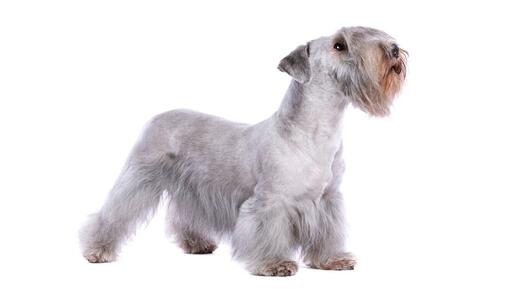 куче чешки териер