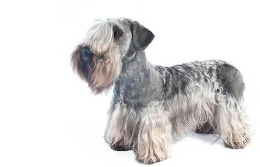 чешки териер