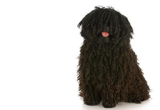 унгарско пули