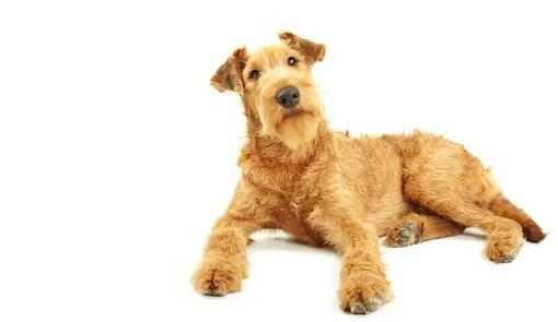 ирландски териер