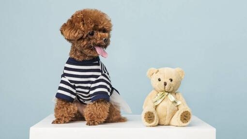 Нужди от грижа и поддръжка