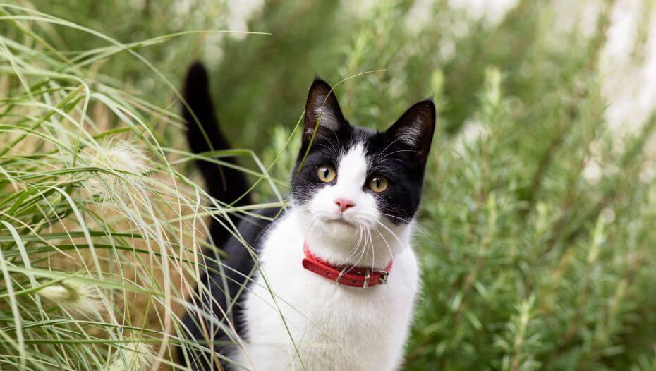 Harmful Substances and Poisonous Foods for Cats 1 Котка в дълга трева