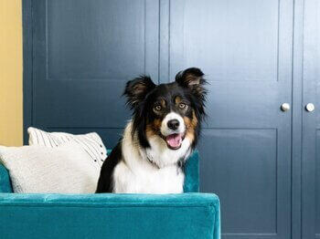 Dog panting on sofa Задъхано куче на дивана