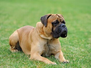 Bull dog on grass Булдог на трева